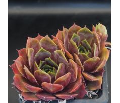 Sempervivum PINK ARROW