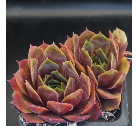 Sempervivum PINK ARROW