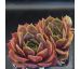 Sempervivum PINK ARROW