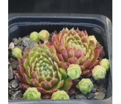 Sempervivum POLO LOCO