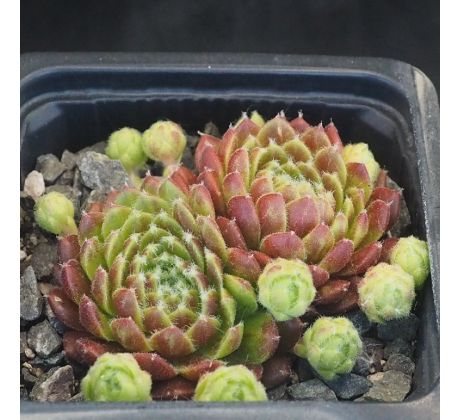 Sempervivum POLO LOCO