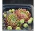 Sempervivum POLO LOCO