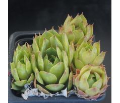 Sempervivum PRIMUS