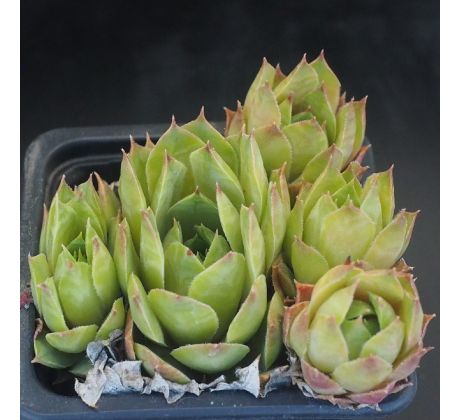 Sempervivum PRIMUS