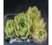 Sempervivum PRIMUS