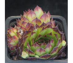 Sempervivum PURDY`S 90-1