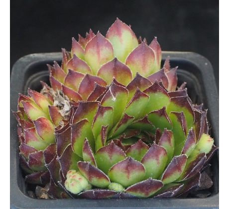 Sempervivum PURDY`S 90-1