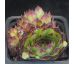 Sempervivum PURDY`S 90-1