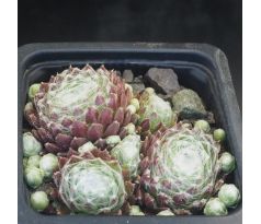 Sempervivum QALILA