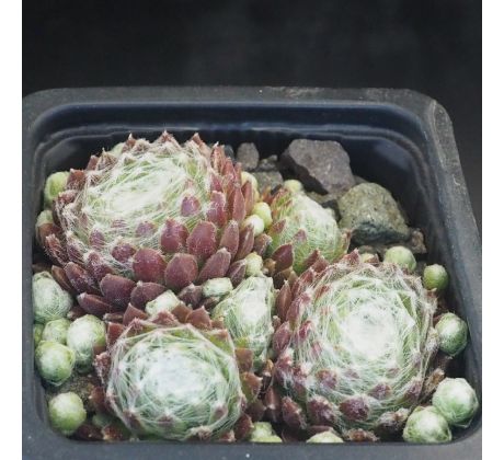 Sempervivum QALILA