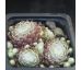 Sempervivum QALILA