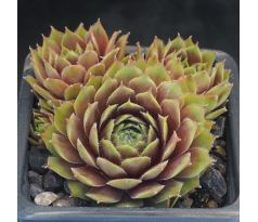 Sempervivum QUAX