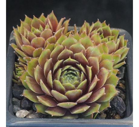 Sempervivum QUAX