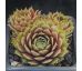 Sempervivum QUAX