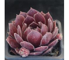 Sempervivum QUEEN AMEALIA