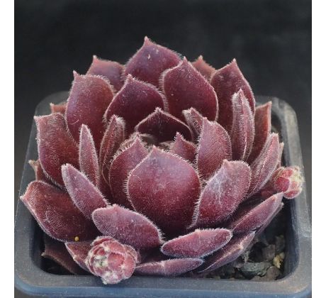 Sempervivum QUEEN AMEALIA