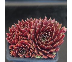 Sempervivum QUEENIE