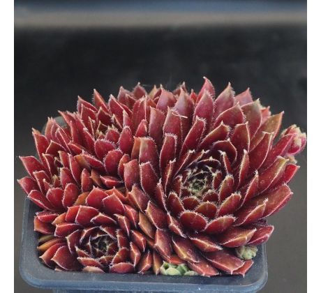 Sempervivum QUEENIE