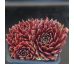 Sempervivum QUEENIE