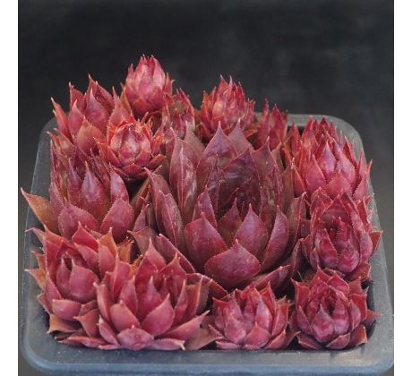 Sempervivum RED BEAUTY