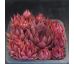 Sempervivum RED BEAUTY