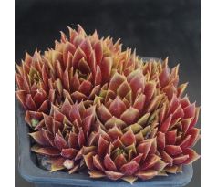 Sempervivum RED INDIAN