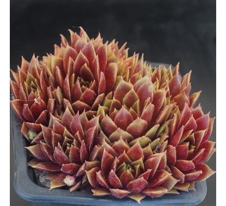 Sempervivum RED INDIAN