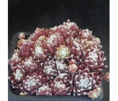 Sempervivum RED SOX