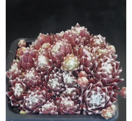 Sempervivum RED SOX