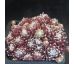 Sempervivum RED SOX