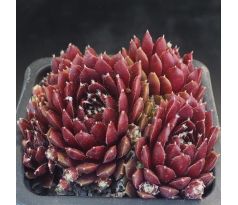 Sempervivum ROBIN