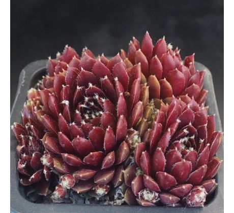 Sempervivum ROBIN