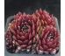 Sempervivum ROBIN