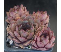 Sempervivum ROFRA