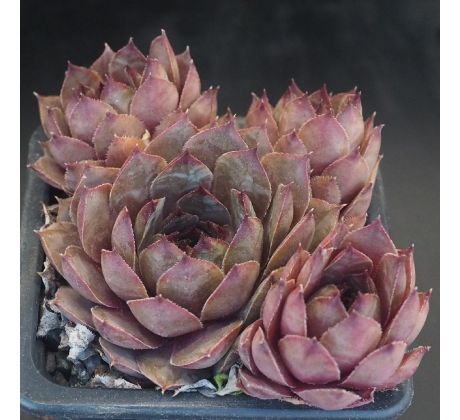 Sempervivum ROFRA