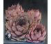 Sempervivum ROFRA