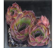 Sempervivum ROTER EDELSTEIN