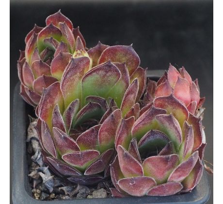 Sempervivum ROTER EDELSTEIN