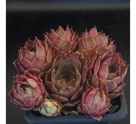 Sempervivum ROTSPITZ