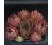 Sempervivum ROTSPITZ
