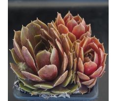Sempervivum RUBY HEART