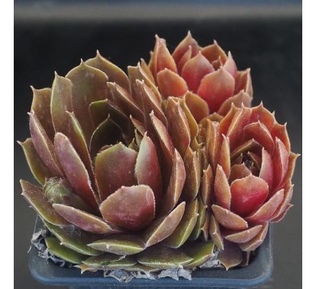 Sempervivum RUBY HEART