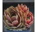 Sempervivum RUBY HEART