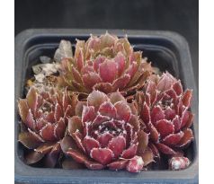 Sempervivum RUHREID