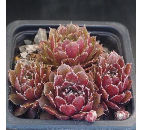 Sempervivum RUHREID