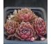 Sempervivum RUHREID