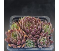 Sempervivum RUSTIC CHARM