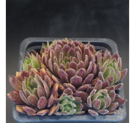 Sempervivum RUSTIC CHARM