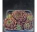 Sempervivum RUSTIC CHARM