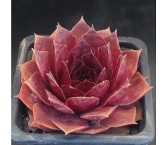 Sempervivum SABANDEN
